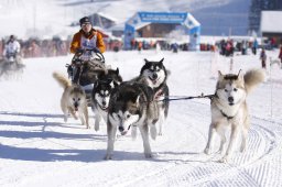 Lenk 2013